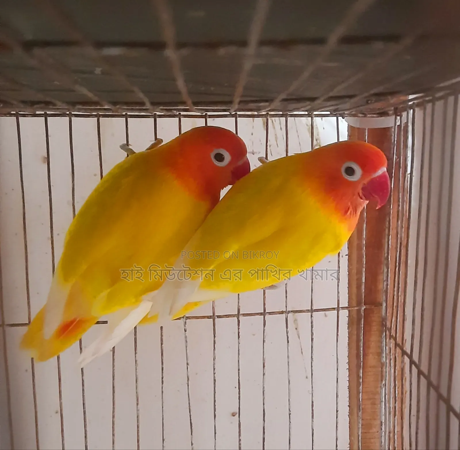 রানিং পেয়ার লুটিনো ফিসার লাভবার্ডস