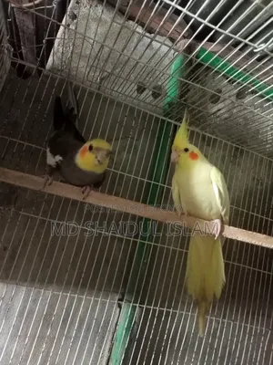 One pair of Cockatiel birds for sale