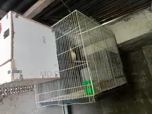 One pair of Cockatiel birds for sale