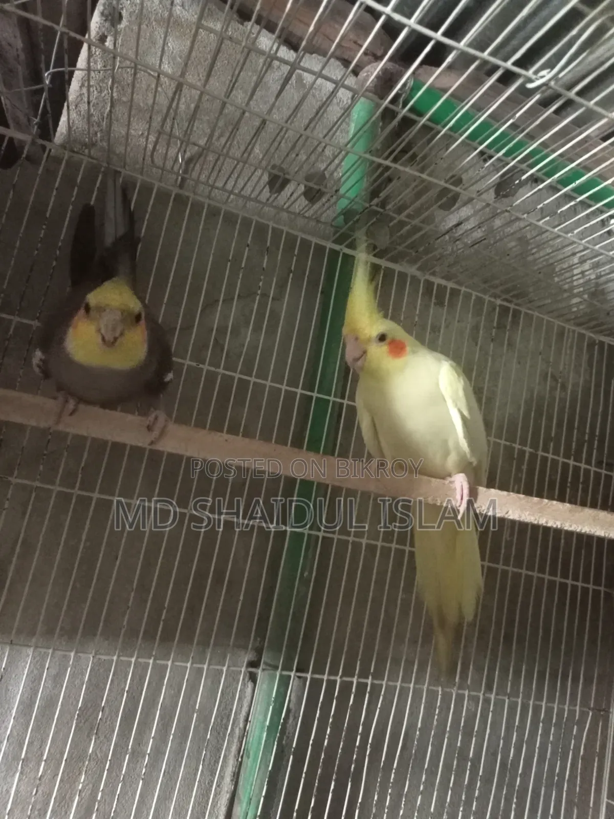 One pair of Cockatiel birds for sale