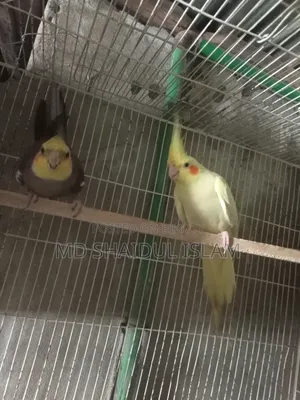One pair of Cockatiel birds for sale