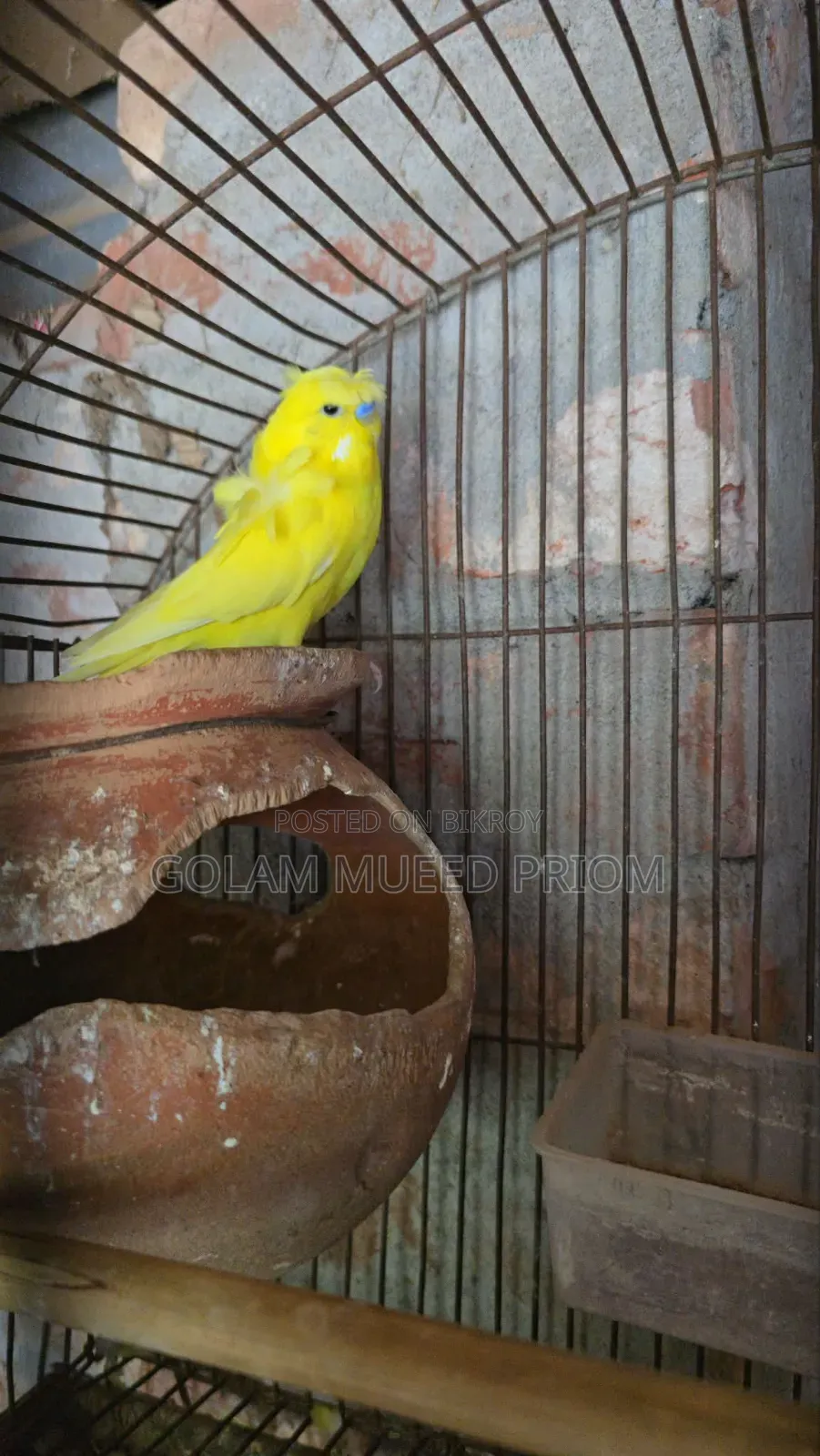 Lutino Jp Budgerigar