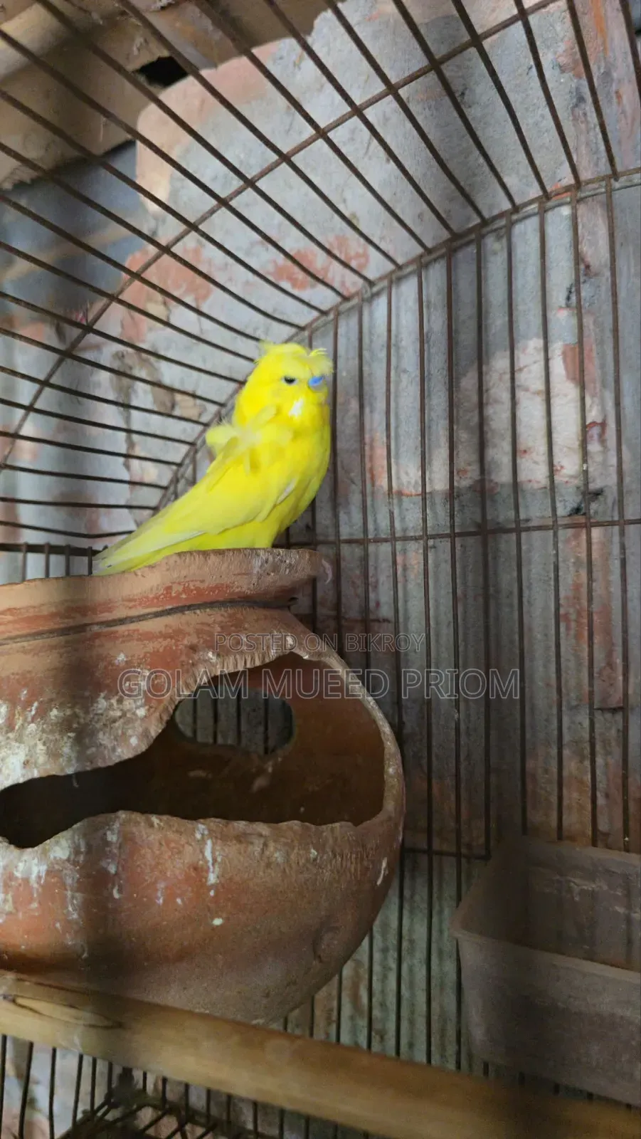 Lutino Jp Budgerigar