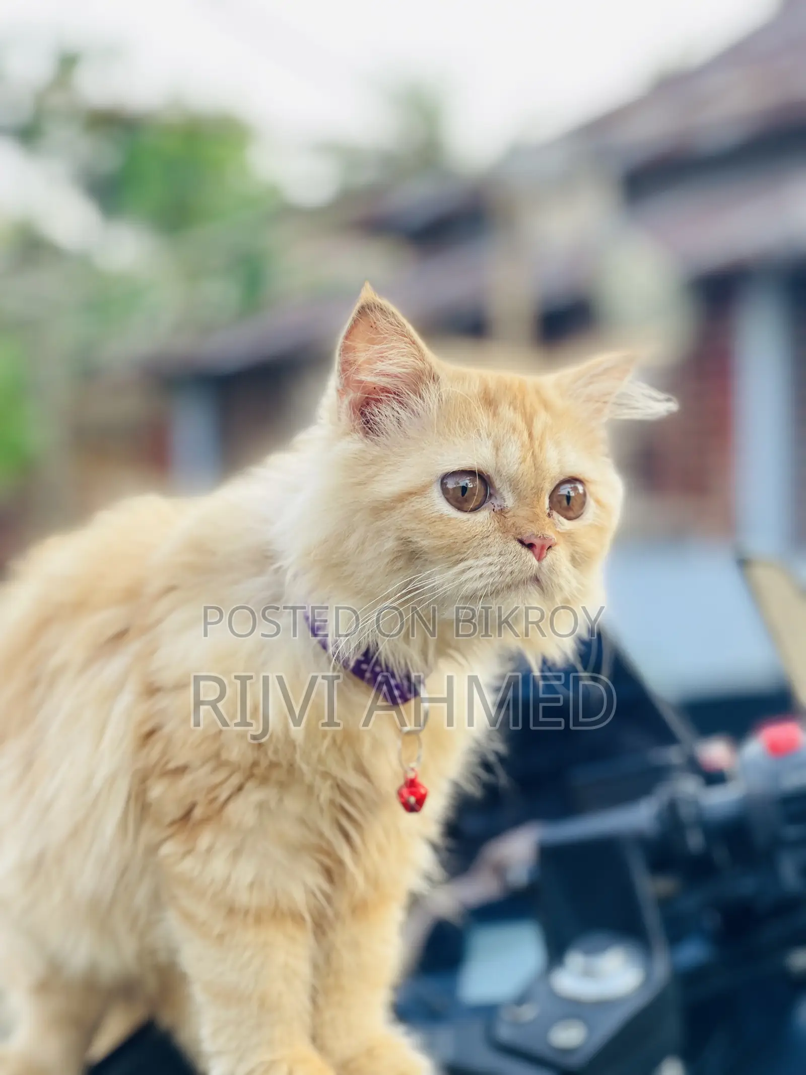 3-6 months Female Purebred Persian