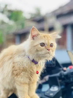 3-6 months Female Purebred Persian