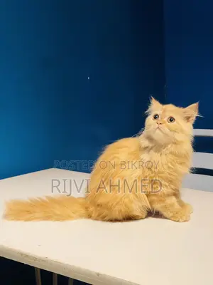 3-6 months Female Purebred Persian