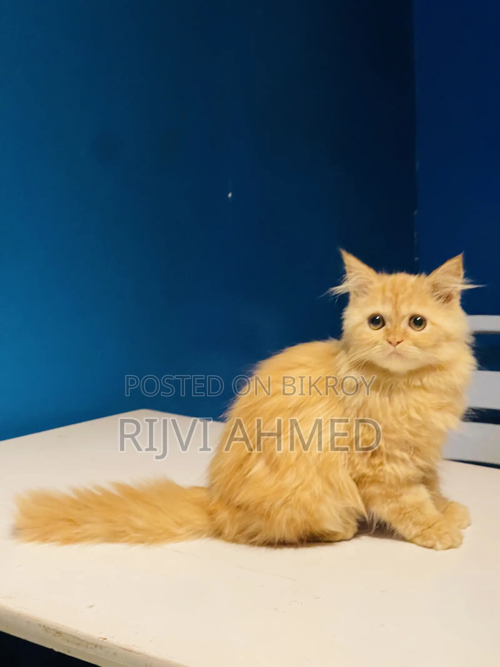 3-6 months Female Purebred Persian