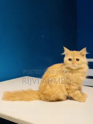 3-6 months Female Purebred Persian