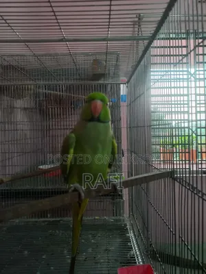 ইন্ডিয়ান রিংনেক 
বয়স= ১.৫ যেএস+
মিঠু আর টুক টাক কথা বলে।
আগে টেম ছিলো, সময় না দেয়ার কারণে টেম চলে গেছে।
সময় না দিতে পারার কারণে হাত বদল করবো।
সাথে কেজ নিতে পারবেন, বা আলাদাও নিতে পারবেন। 
সাইজও ৩৬" ২৪" ২৪
৪ টা খাঁচা আছে।
কন্টাক্ট নম্বর=