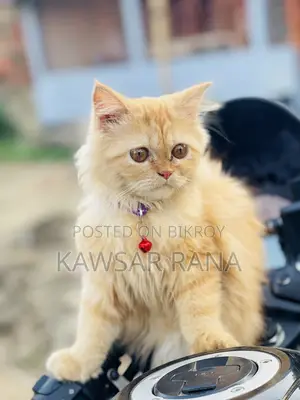 3-6 Months Female Purebred Persian Cat
