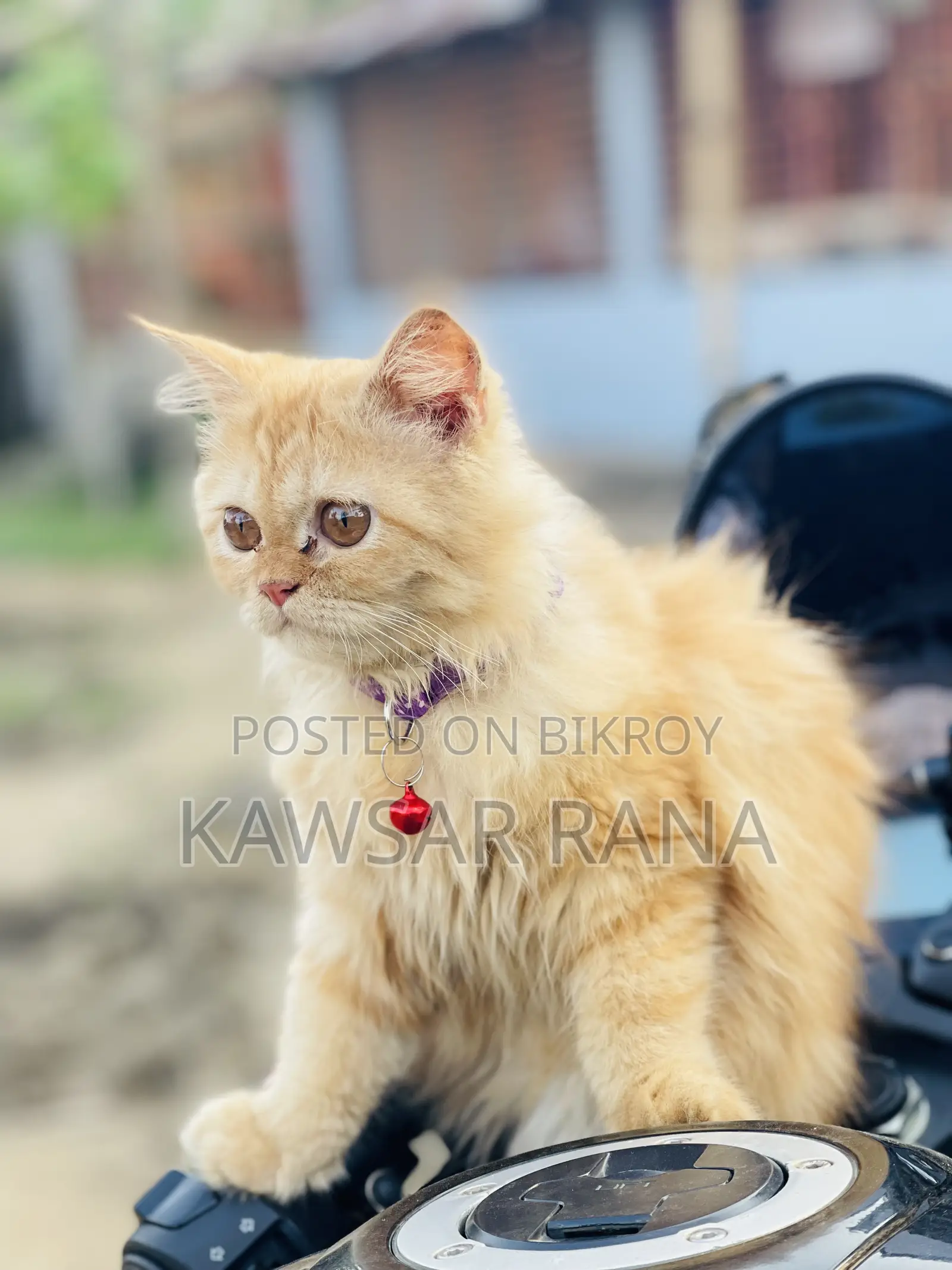 3-6 Months Female Purebred Persian Cat
