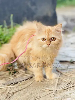 3-6 Months Female Purebred Persian Cat