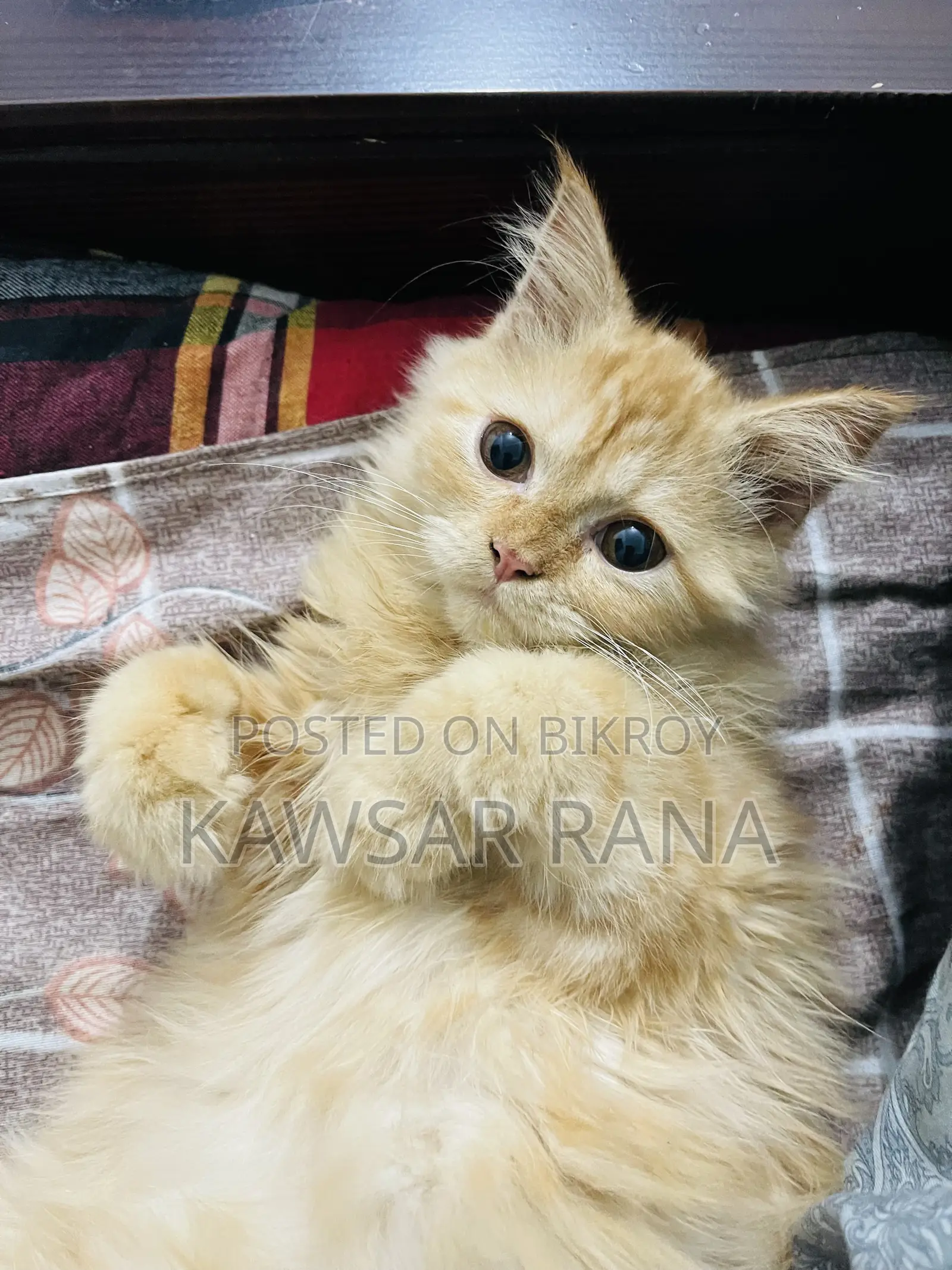 3-6 Months Female Purebred Persian Cat