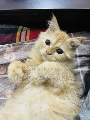 3-6 Months Female Purebred Persian Cat