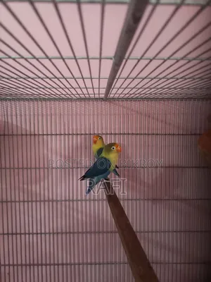 লাভ বার্ডস