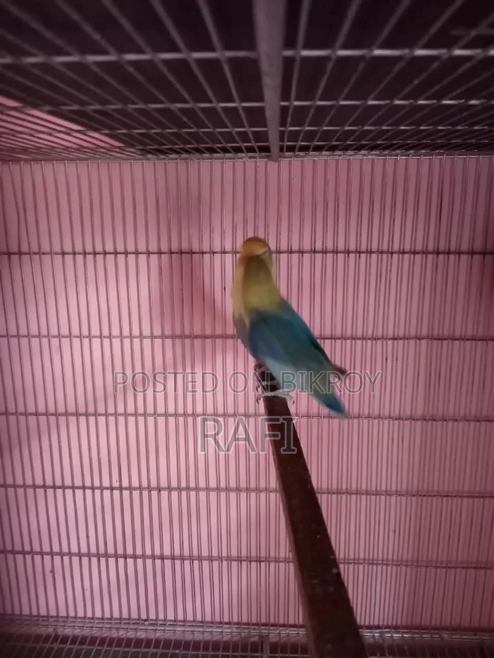 Love Birds