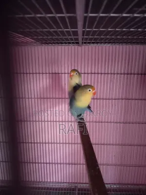 Love Birds