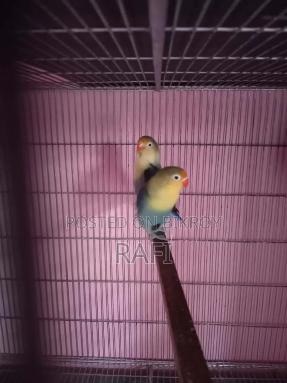 Love Birds