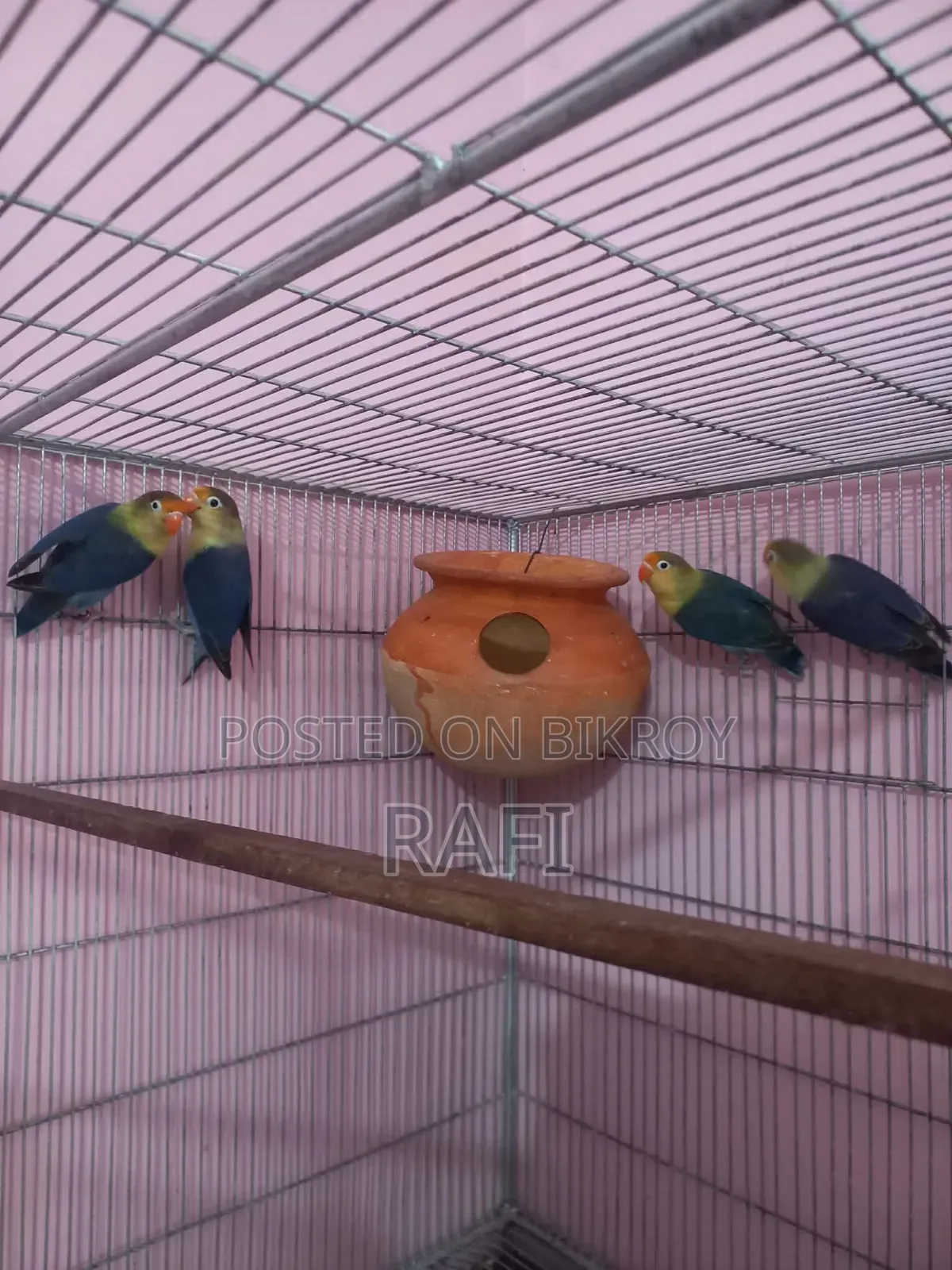 Love Birds