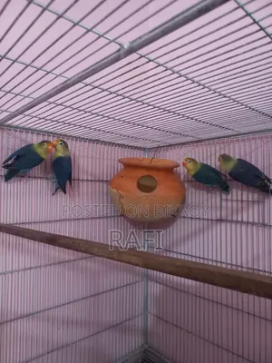 Love Birds