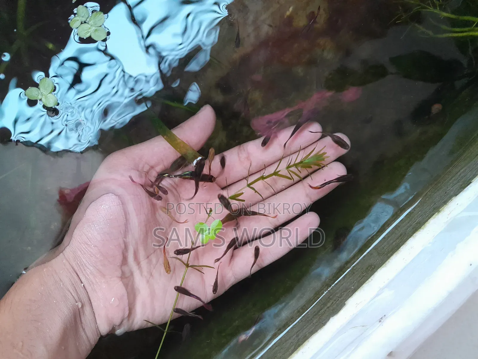 Fresh Guppy Grass | Live Aquarium Plant | Fry Safe Plant