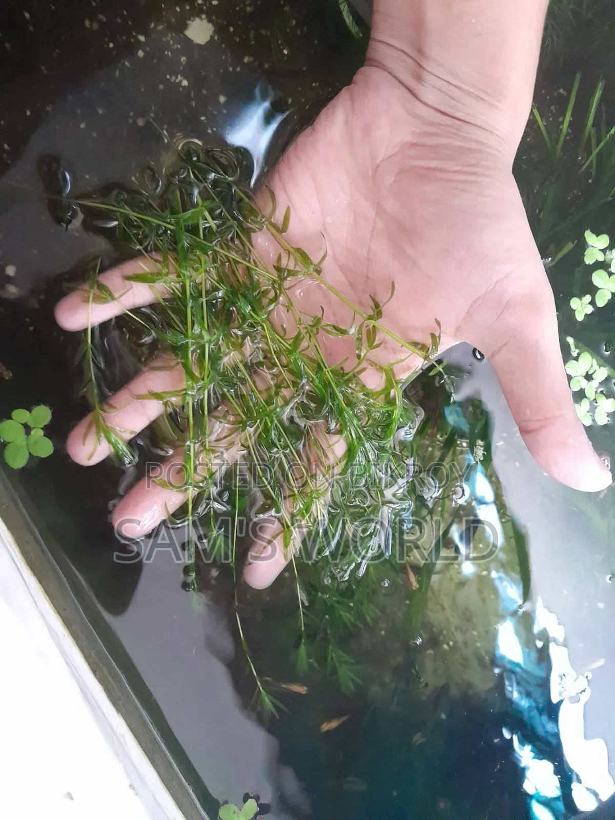 Fresh Guppy Grass | Live Aquarium Plant | Fry Safe Plant