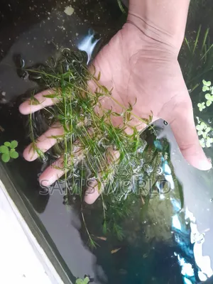 Fresh Guppy Grass | Live Aquarium Plant | Fry Safe Plant