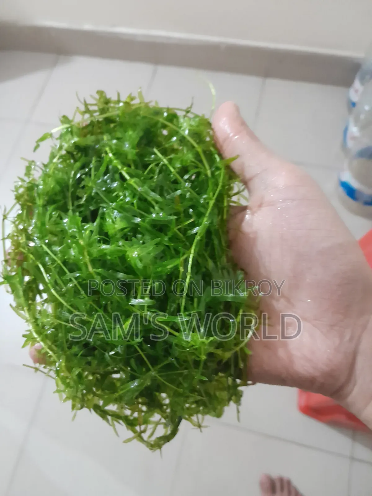 Fresh Guppy Grass | Live Aquarium Plant | Fry Safe Plant