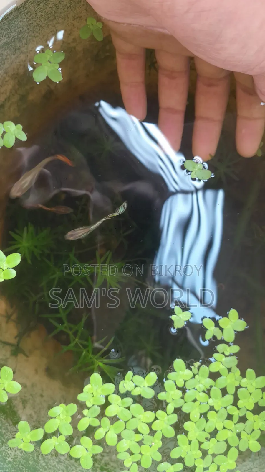 Guppy Fish