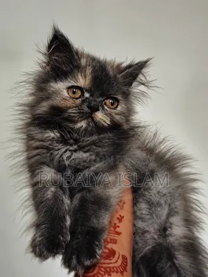 1-3 Months Female Purebred Persian
