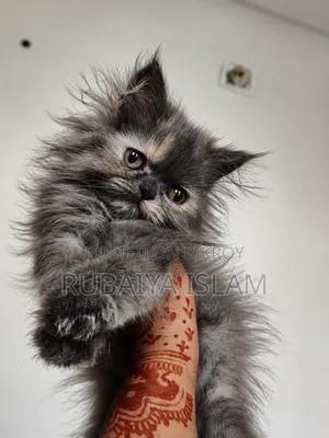 1-3 Months Female Purebred Persian