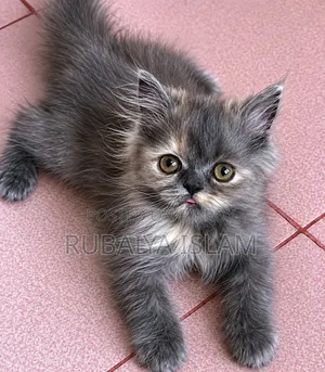 1-3 Months Female Purebred Persian