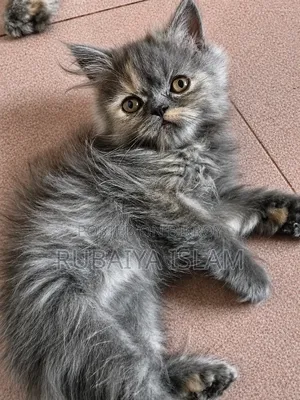 1-3 Months Female Purebred Persian