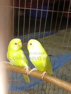 লোটেনো বাজিগার