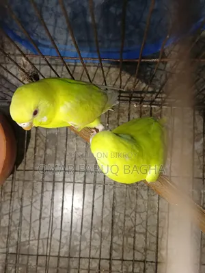 Lotino Budgerigar