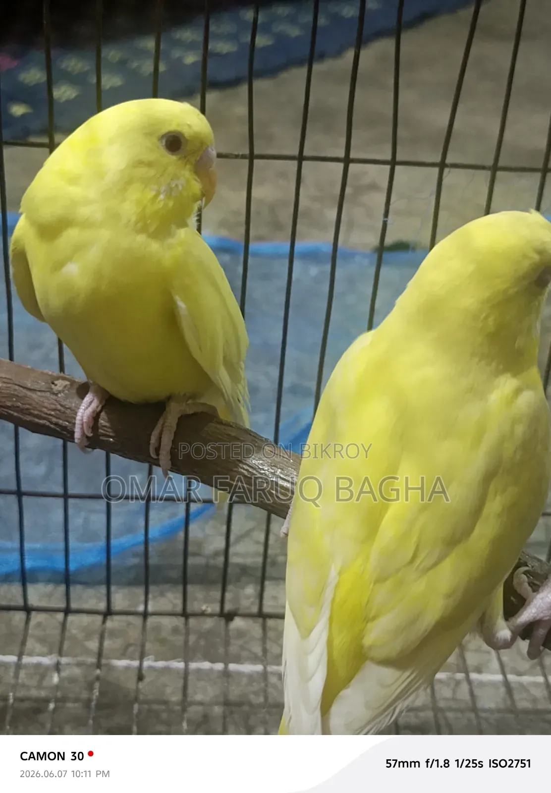 Lotino Budgerigar