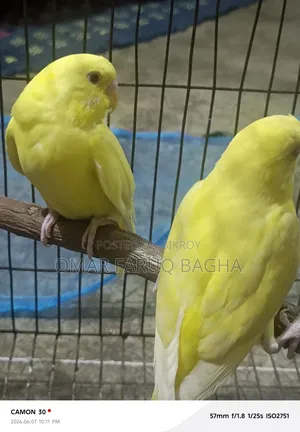 Lotino Budgerigar