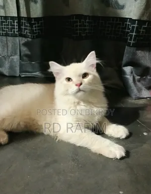 ১-৩ মাস বয়সী ফিমেল পিওরব্রেড পার্শিয়ান