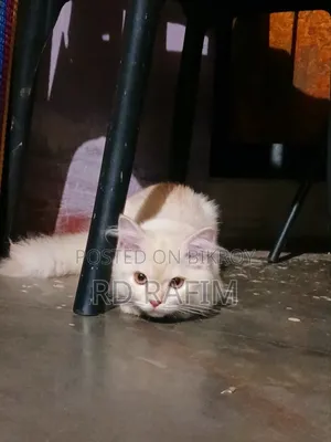1-3 months Female Purebred Persian