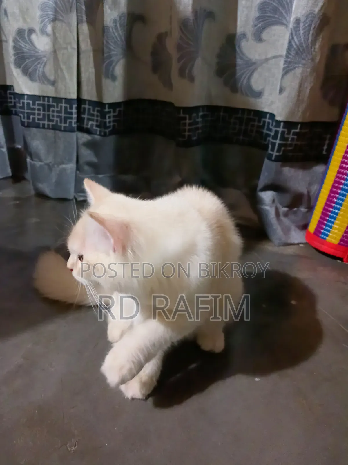 1-3 months Female Purebred Persian