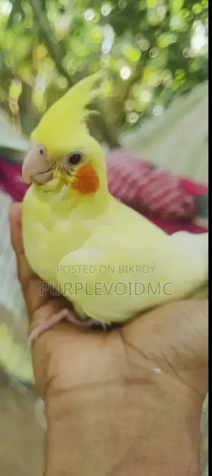 ককটেল পাখি বিক্রয়ের জন্য ১টি