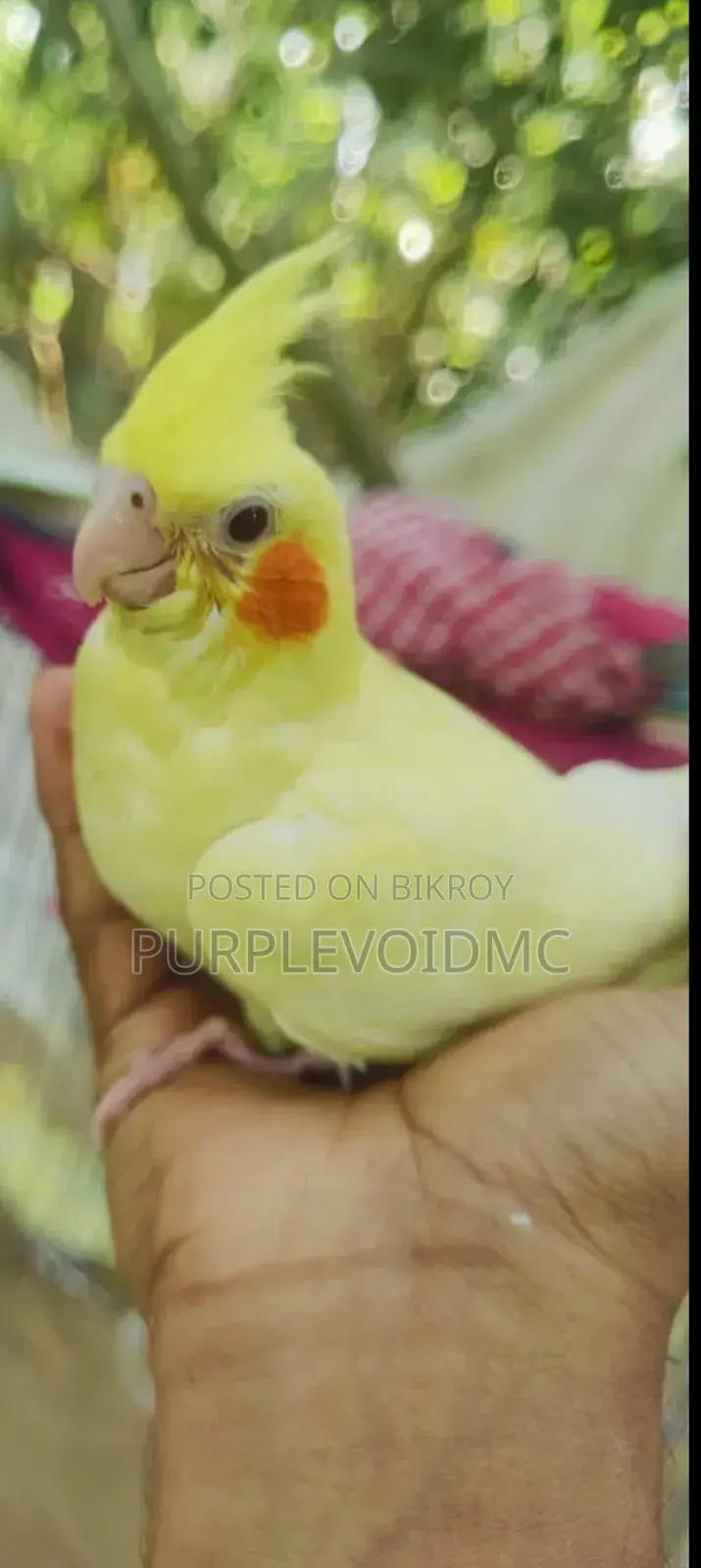 ককটেল পাখি বিক্রয়ের জন্য ১টি