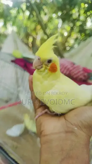 ককটেল পাখি বিক্রয়ের জন্য ১টি
