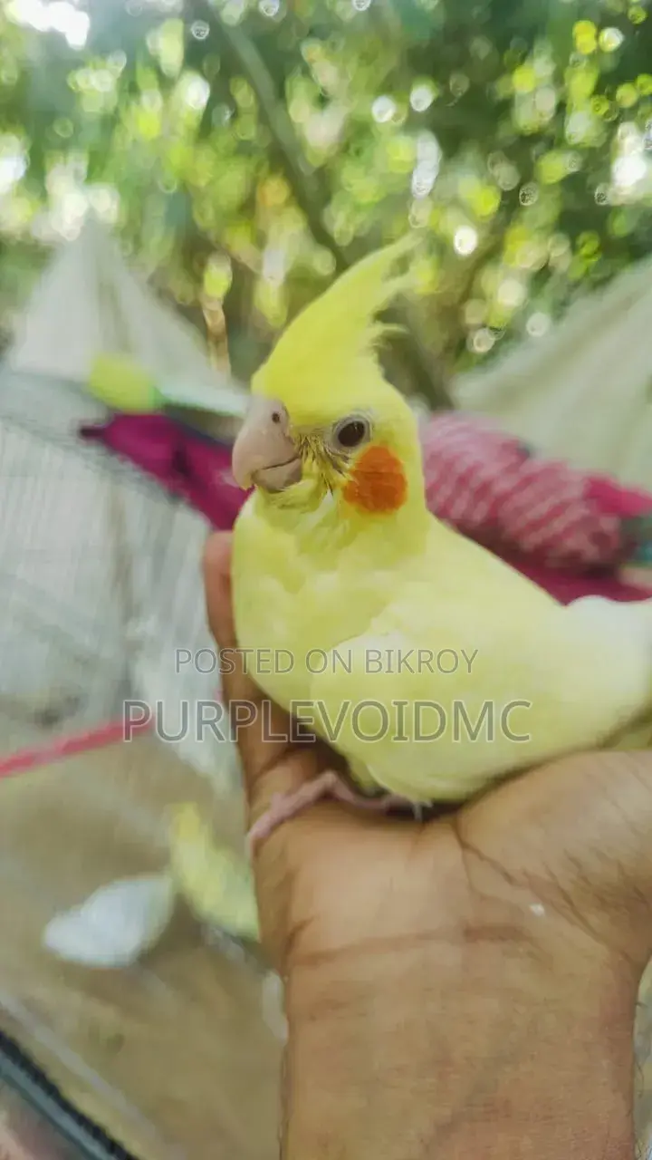 ককটেল পাখি বিক্রয়ের জন্য ১টি