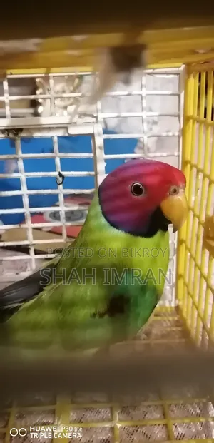 হিরামন টিয়া