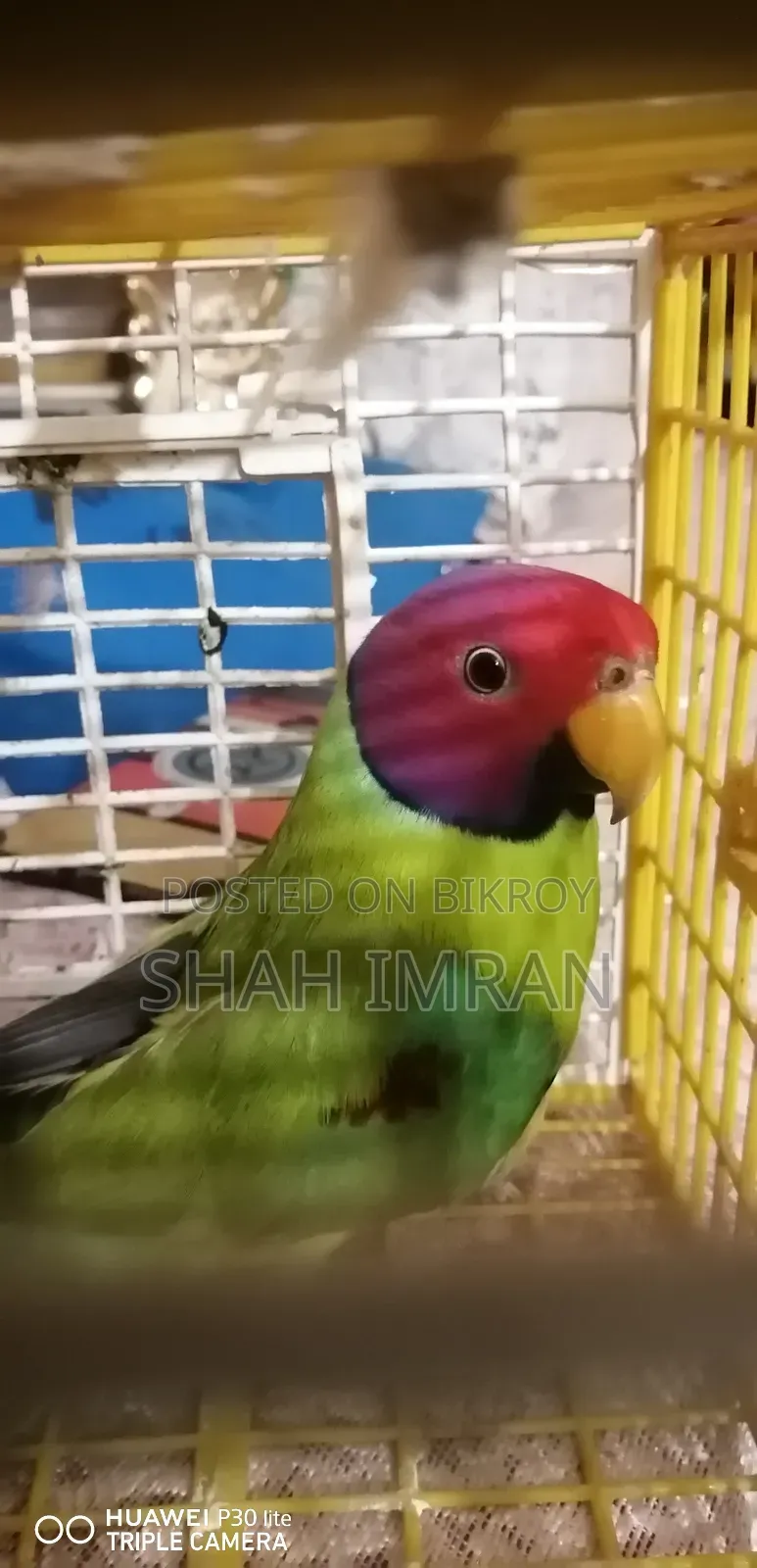 হিরামন টিয়া