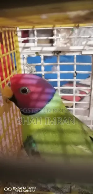 হিরামন টিয়া