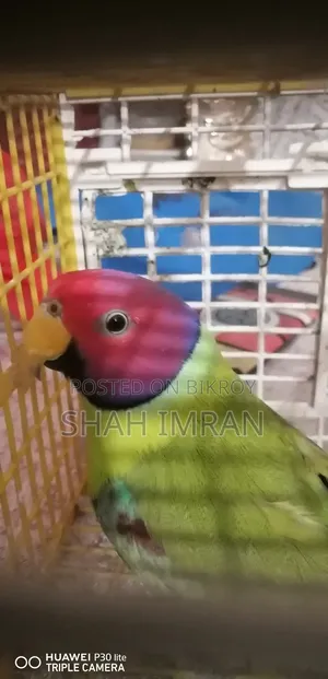 হিরামন টিয়া