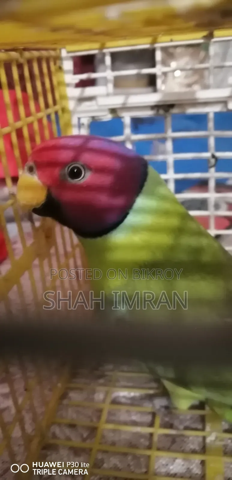 হিরামন টিয়া