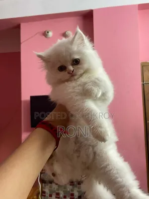 1-3 Months Female Purebred Persian